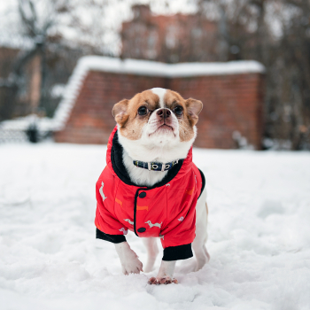 Зимний комбинезон куртка для маленьких собак Terry красный XL-3