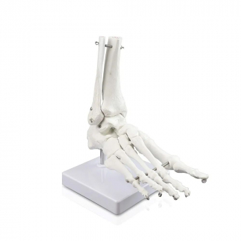 Модель скелета голеностопного сустава человека Bone-2