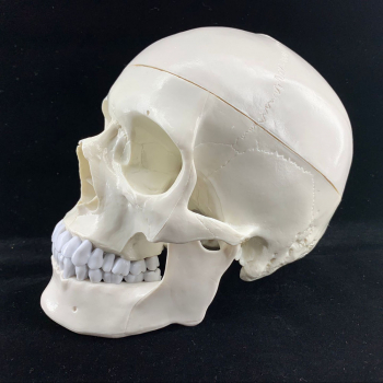 Модель черепа Bone разборная 1:1-4