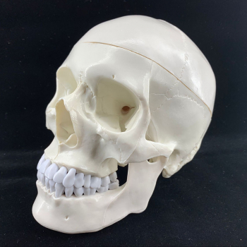 Модель черепа Bone разборная 1:1-2
