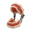 Cтоматологическая модель челюсти со съемными зубами 28Dent-1